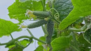 Image result for Cucumis engleri