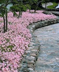 Gartenpflanze Rosa Nachtkerze Gartenbeet Garten Und Garten Pflanzen