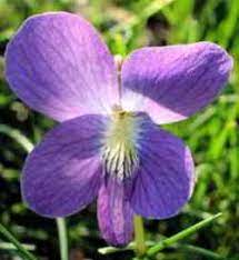 We did not find results for: New Jersey State Flower Common Meadow Violet