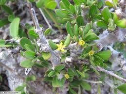 Image result for Pyrostria