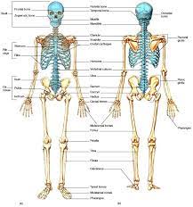 Skeletal System Organization Of The Skeletal System Skeletal System Skeletal System Anatomy Medical Anatomy