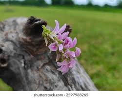 Image result for Abrus melanospermus