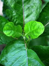 Image result for Petiveria