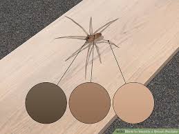 how to identify a brown recluse 11 steps with pictures