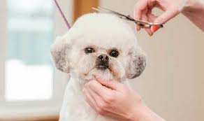 Since dogs rarely sit still during grooming, many pet owners wish for a way to make the process easier. The Best Types Of Tricks On How To Cut Dogs Face Hair