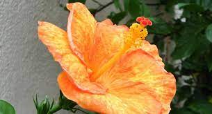 Why Are The Leaves Of My Hibiscus Turning Yellow Hibiscus Plant Plant Leaves Turning Yellow Hibiscus Leaves