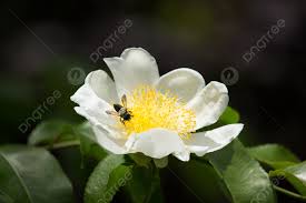 Image result for Oncoba