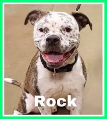 Maybe you would like to learn more about one of these? Adoptable Dogs And Puppies Valley Of The Sun Dog Rescue