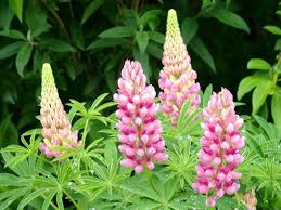 High power led beleuchtung, made in germany. Lupinen Als Blumenbeet Klassiker Garten Ch