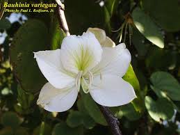 Image result for Bauhinia variegata