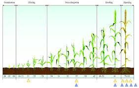 Wheat Growth Stages Kozen Jasonkellyphoto Co