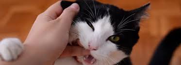 Image result for Cat Bite