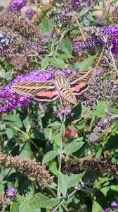 Image result for Convolvulus ocellatus