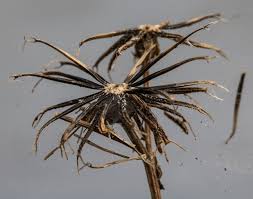 Image result for Kyllinga alba