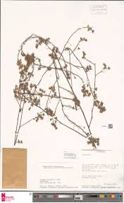 Image result for Sida javensis