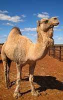 #1 biggest mistake that people make is they assume that a camel will be have a better temperament if they acquire a young (baby) camel and and bottle / hand raise the camel. Camels For Sale
