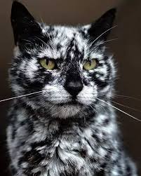 everythingforanimalslife follow katzenfollow everything for animals life katzen schone katze susse katzen katzen