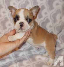 Maybe you would like to learn more about one of these? Frenchton French Bulldog Boston Terrier Mix Info Temperament Puppies Pictures