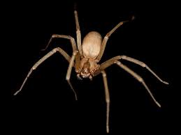The bite from a black widow may go unnoticed or may feel like a pinprick. Signs Of A Spider Bite
