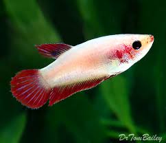 Learn how much to feed your betta fish and how often so you don't overfeed them! Buy Betta Fish Females At Aquariumfish Net Where Shopping Online Fora Betta Is Fun