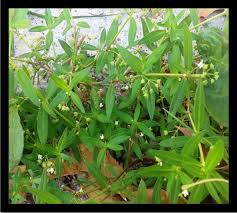 Image result for Oldenlandia corymbosa