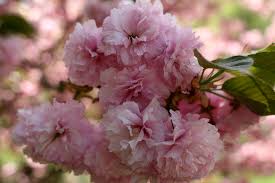 The beautiful peach tree prunus persica 'avalon pride' has showy pink flowers early in the spring season, followed by large, juicy peaches in summer. Trees That Have Pink Flowers Novocom Top