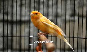 Maybe you would like to learn more about one of these? Harga Kenari Terbaru 2021 Di Berbagai Daerah Indonesia Burungnya Com