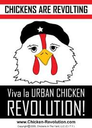 Check spelling or type a new query. Life Liberty And The Pursuit Of Chickens Changing Backyard Chicken Laws My Pet Chicken Blog