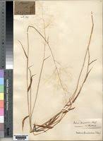 Image result for Melinis tenuissima