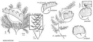 Image result for Pteridaceae