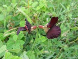 Image result for Macroptilium atropurpureum