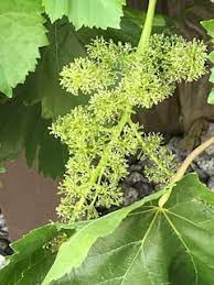 Grape vine flowers fall off. Grape The Fruit Is Falling Off 435158 Ask Extension