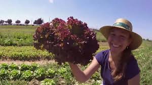 Un jardin de 1 500 m². Les Jardins De Meslay Cueillette Chapeau De Paille A Proximite Des Granges De Meslay Au Nord De Tours Indre Et Loire 37 Venez Cueillir Vos Legumes Fruit Et Fleures De Saison Et