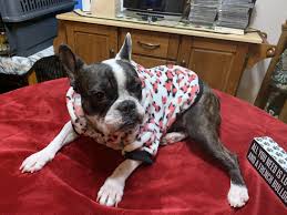 We are top blue bulldog breeders! French Bulldog For Sale In Wisconsin 95 Petzlover