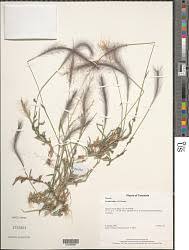 Image result for Pogonarthria squarrosa