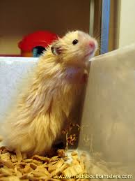 Pin By Elisete Aparecida De Jesus On Hamster Syrian Hamster Hamster Hamster Life