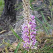 Image result for Uraria picta