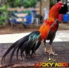8 Jenis Warna Bulu Ayam Bangkok Super Ayam Bangkok Hewan
