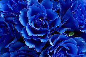 Blue roses represent the impossible, fantasies or dreams that are unlikely to be realized. Blue Roses Meaning And Pictures Flower Glossary