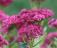 Image result for Sedum