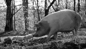 Watch the trailer for this upcoming movie, pig, starring nicolas cage and alex wolff.a truffle hunter who lives alone in the oregonian wilderness must return. Gunda 2021 Movie Review Poster Trailer Online Entertaining Movies