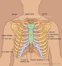 Human ribs are flat bones that form part of the rib cage to help protect internal organs. Pin On Work