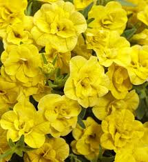 Image result for Jamesbrittenia micrantha