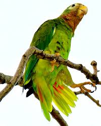 Pet Birds That Don T Fly Away Yellow Billed Parrot Amazona Collaria Endemic To Jamaica Pet Birds Parrot Bird Beautiful Birds