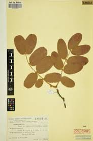 Image result for Isoberlinia