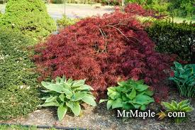 Check spelling or type a new query. Acer Palmatum Tamukeyama Weeping Red Japanese Maple Maple Trees Types Japanese Maple Tree Japanese Maple