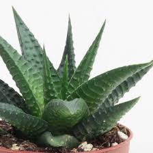 Image result for Haworthia limifolia