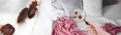 Reports of bed bugs in russellville, al. Bed Bugs Control Dubai Pest Control For Bed Bugs Bed Bugs Pest Control Bed Bugs In Dubai