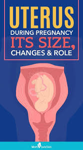 Uterus size during pregnancy american pregnancy association. Pin On é¡¹ç›®ä¸€