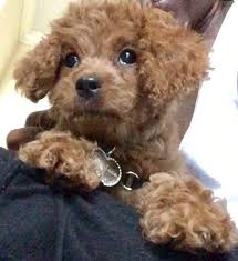 Our cockapoos are 1st generation crossbred, that is both parents are purebred within their breed, generally the poodle is the sire and the cocker spaniel is the dam. Cavapoo Puppy For Sale In Fairfax Va Adn 37394 On Puppyfinder Com Gender Female Age 10 Weeks Old Cavapoo Puppies For Sale Puppies For Sale Cavapoo Puppies